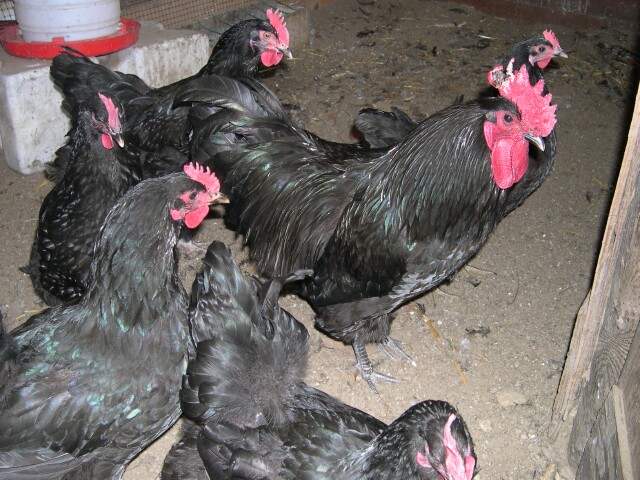 australorps-chickens.jpg