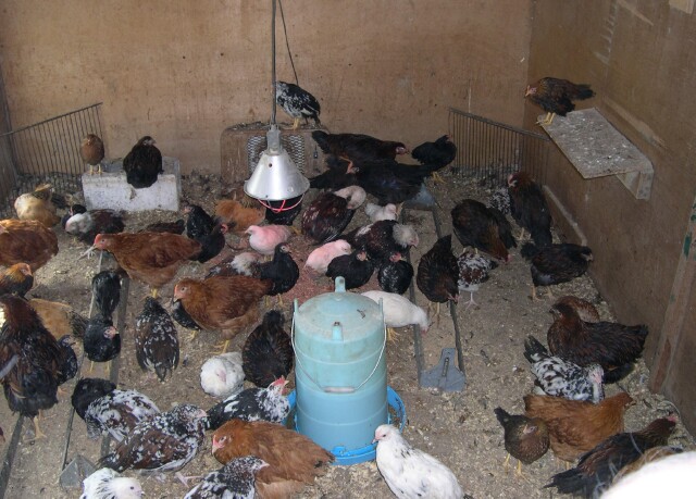 chickens-in-house.jpg