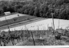 field-and-grapes-1970s.jpg