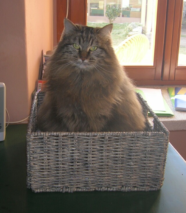 fluffy-in-basket.jpg