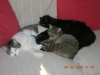 3-cats-asleep.jpg