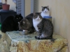cats-eating.jpg