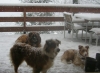 dogs-in-snow-on-terrace.jpg