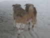 dogs-snowy-hind-ends.jpg