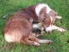 ginger-and-goslings.jpg