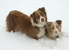 ginger-and-rosy-in-the-snow.jpg