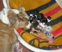 ginger-pups-pollo.jpg