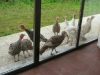 guests-for-tea.jpg