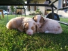 puppies-asleep.jpg