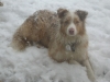 rosie-in-snow.jpg